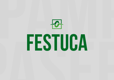 FESTUCA