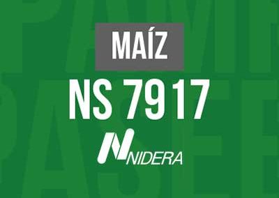MAIZ NS 7917 VT3P