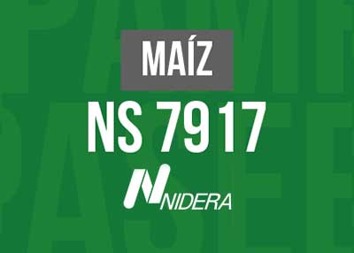 MAIZ NS 7917 VT3P